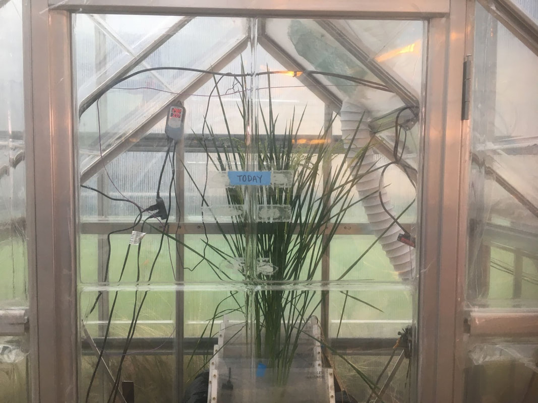 Future rice production research (2 of 7)