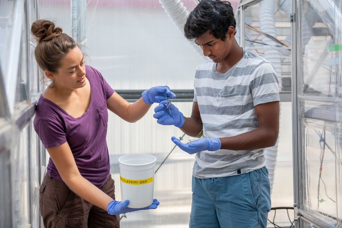 Future rice production research (7 of 7)