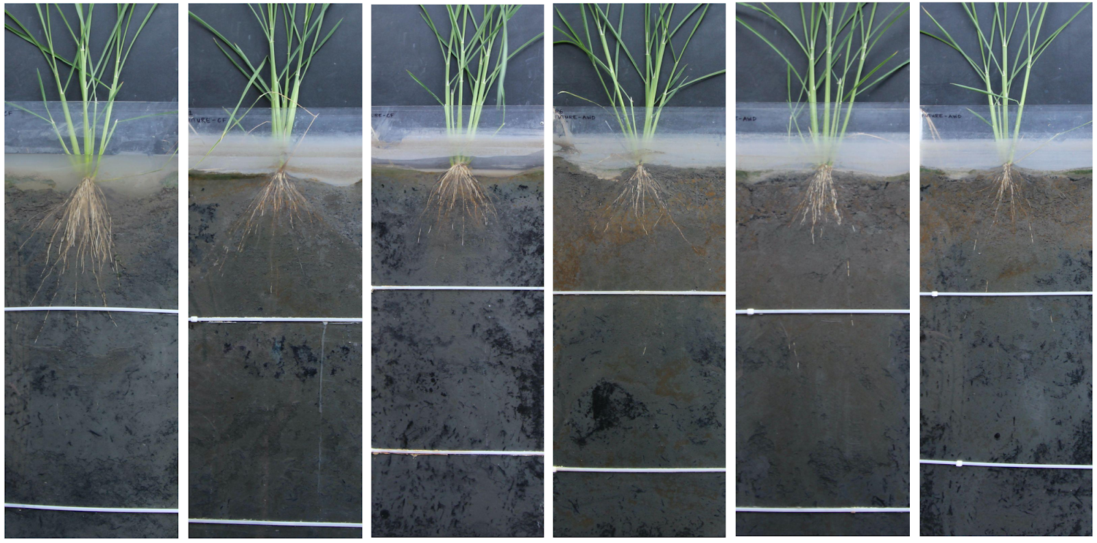 Future rice production research (1 of 7)