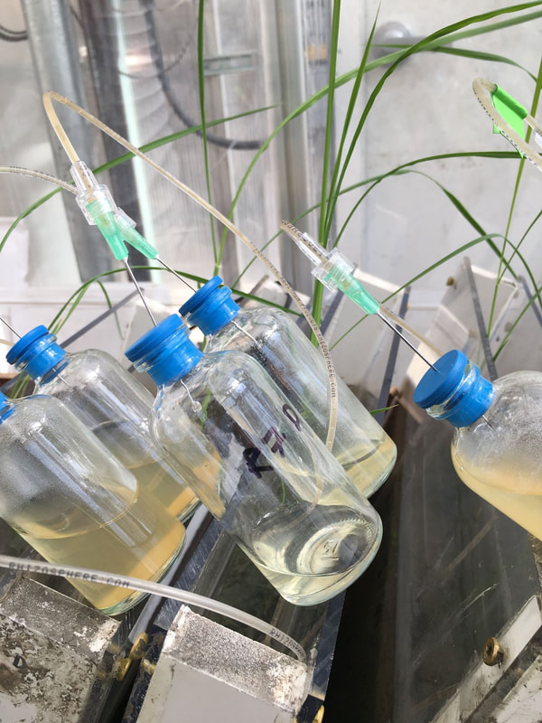 Future rice production research (3 of 7)