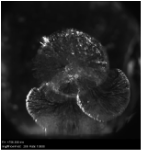 Hydraulic fracture interface experiment (5 of 6)